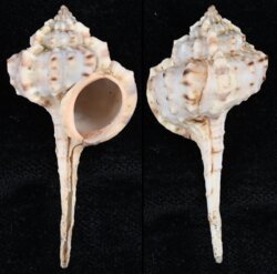 Haustellum langleitae