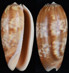 Oliva miniacea