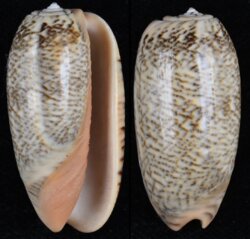 Oliva reticulata