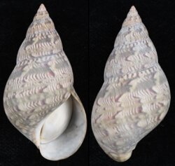 Phasianella australis