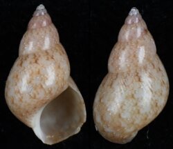 Phasianella variegata