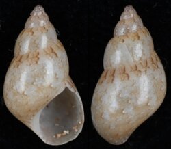 Phasianella variegata