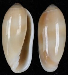 Volvarina philippinarum