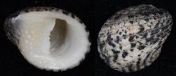 Nerita albicilla