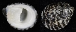 Nerita albicilla