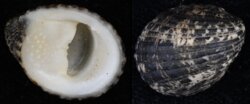 Nerita albicilla