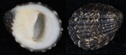 Nerita albicilla