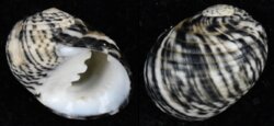 Nerita versicolor
