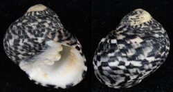 Nerita versicolor
