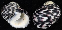 Nerita versicolor