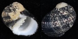 Nerita versicolor