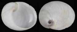 Sinum javanicum