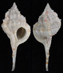 Vokesimurex dolichourus