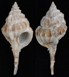 Vokesimurex dolichourus