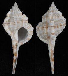 Vokesimurex dolichourus