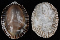 Siphonaria pectinata