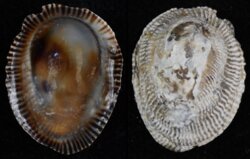 Siphonaria pectinata