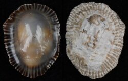 Siphonaria pectinata