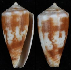Kioconus boeticus
