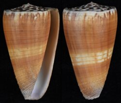 Strategoconus vitulinus