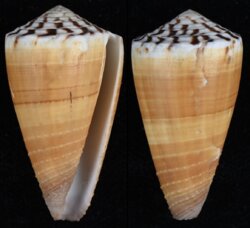 Strategoconus vitulinus