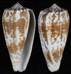 Pionoconus magus