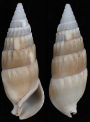 Rhinoclavis vertagus