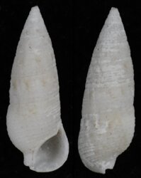 Cerithium nesioticum