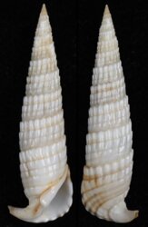 Rhinoclavis fasciata