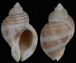 Nucella lima