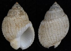 Nassarius albescens