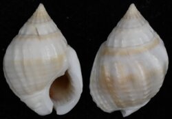 Nassarius acuticostus