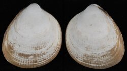 Laevicardium norvegicum