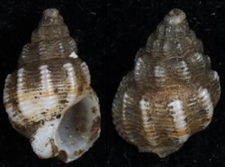 Nassarius vibex