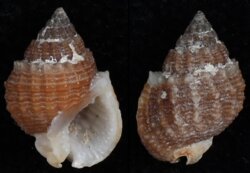 Nassarius horridus