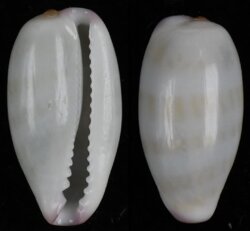 Purpuradusta serrulifera