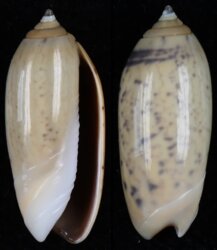 Oliva oliva fma taeniata