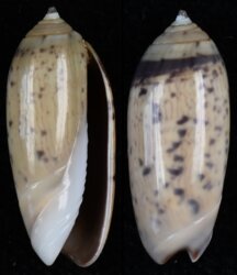 Oliva oliva fma taeniata