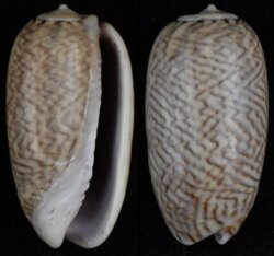 Oliva mustelina