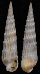 Neoterebra dislocata