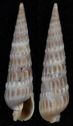 Neoterebra dislocata