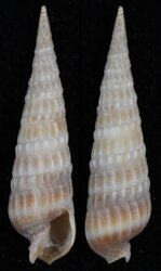 Neoterebra dislocata