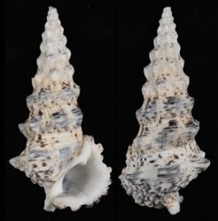Cerithium nodulosum