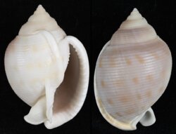 Semicassis bisulcata