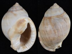 Semicassis saburon
