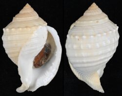 Galeodea echinophora