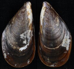 Mytilus galloprovincialis