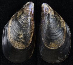 Mytilus galloprovincialis