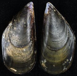 Mytilus galloprovincialis