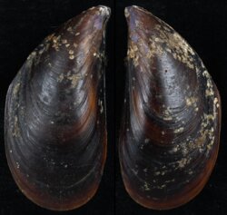 Mytilus galloprovincialis